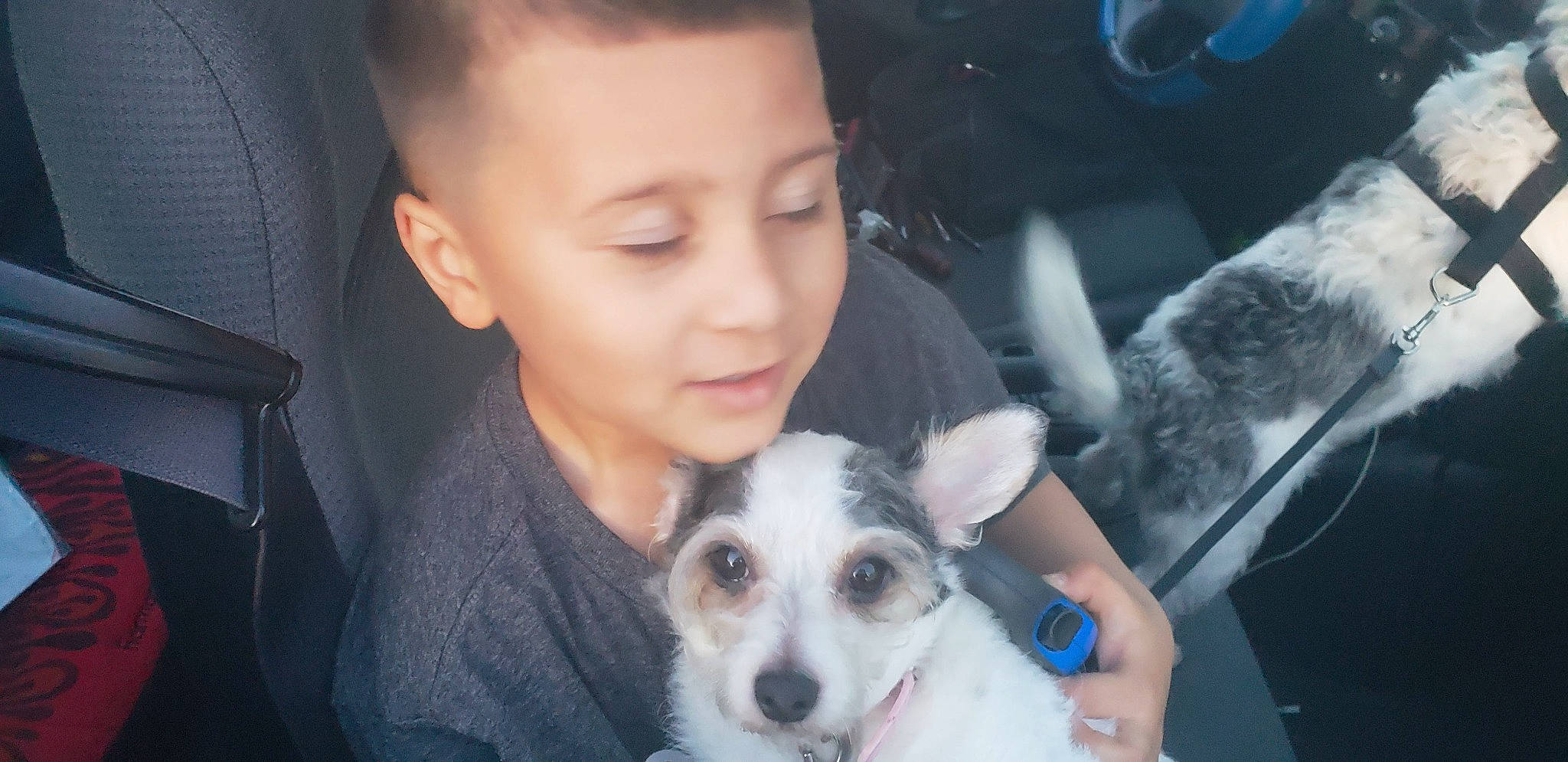 Baby joined the competition — help win amazing prizes! canidae, car_seat, carnivore, child, comfort, companion_dog, dog, dog_breed, ear, eyelash, fun, fur, happy, non_sporting_group, nose, sitting, sporting_group, toddler, toy_dog, working_animal