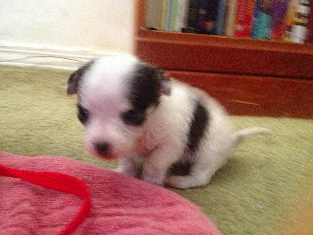 Baby joined the competition — help win amazing prizes! canidae, carmine, carnivore, comfort, companion_dog, dog, dog_breed, fawn, fur, hardwood, paw, shelf, shelving, snout, sporting_group, terrestrial_animal, toy_dog, whiskers, wood, working_animal