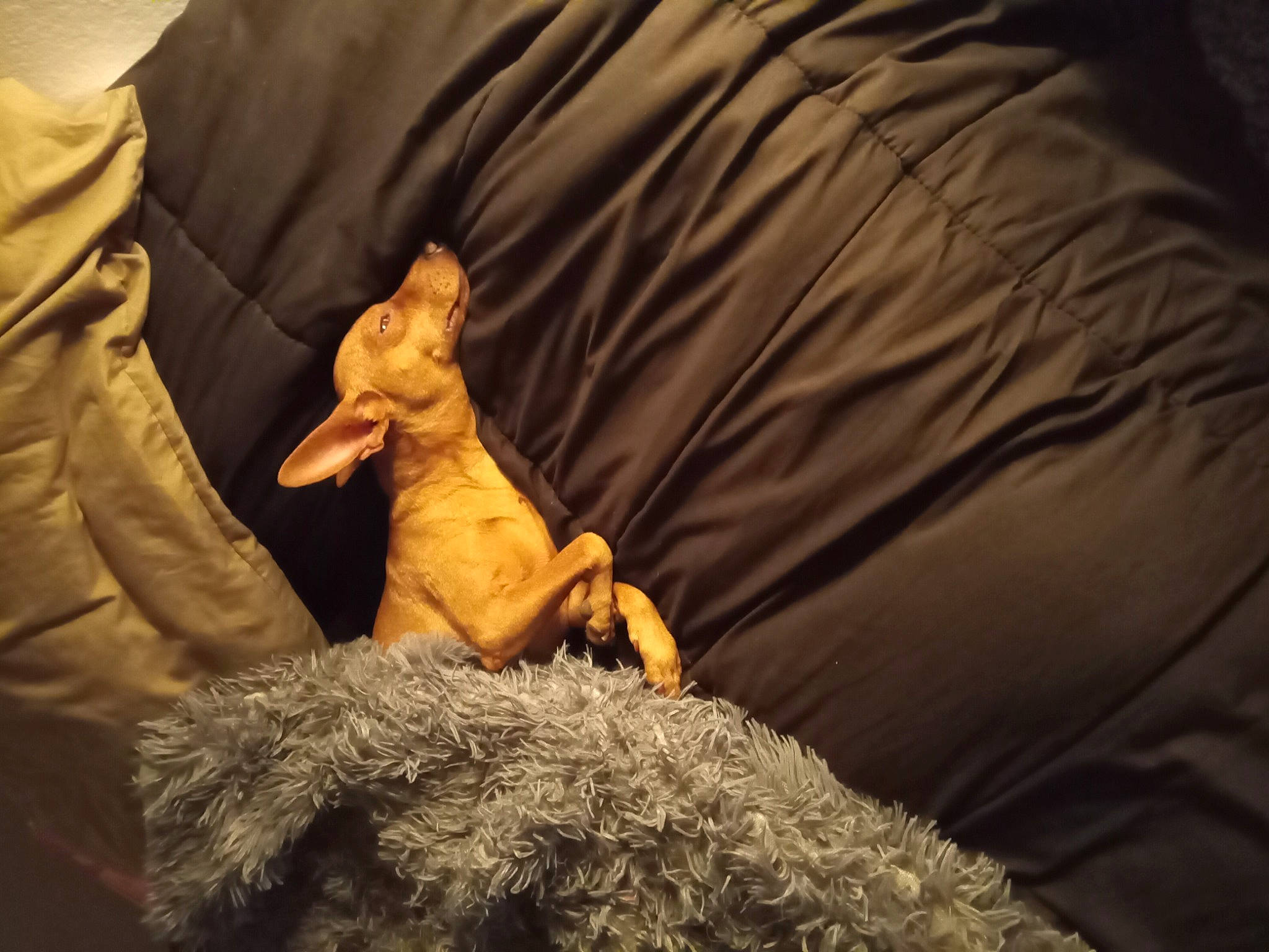 King is registered to the contest to win money with this photo: canidae, carnivore, cloud, comfort, companion_dog, couch, dog, dog_breed, fawn, fur, guard_dog, linens, sheep, sporting_group, tail, terrestrial_animal, toy_dog, whiskers, wood, working_animal