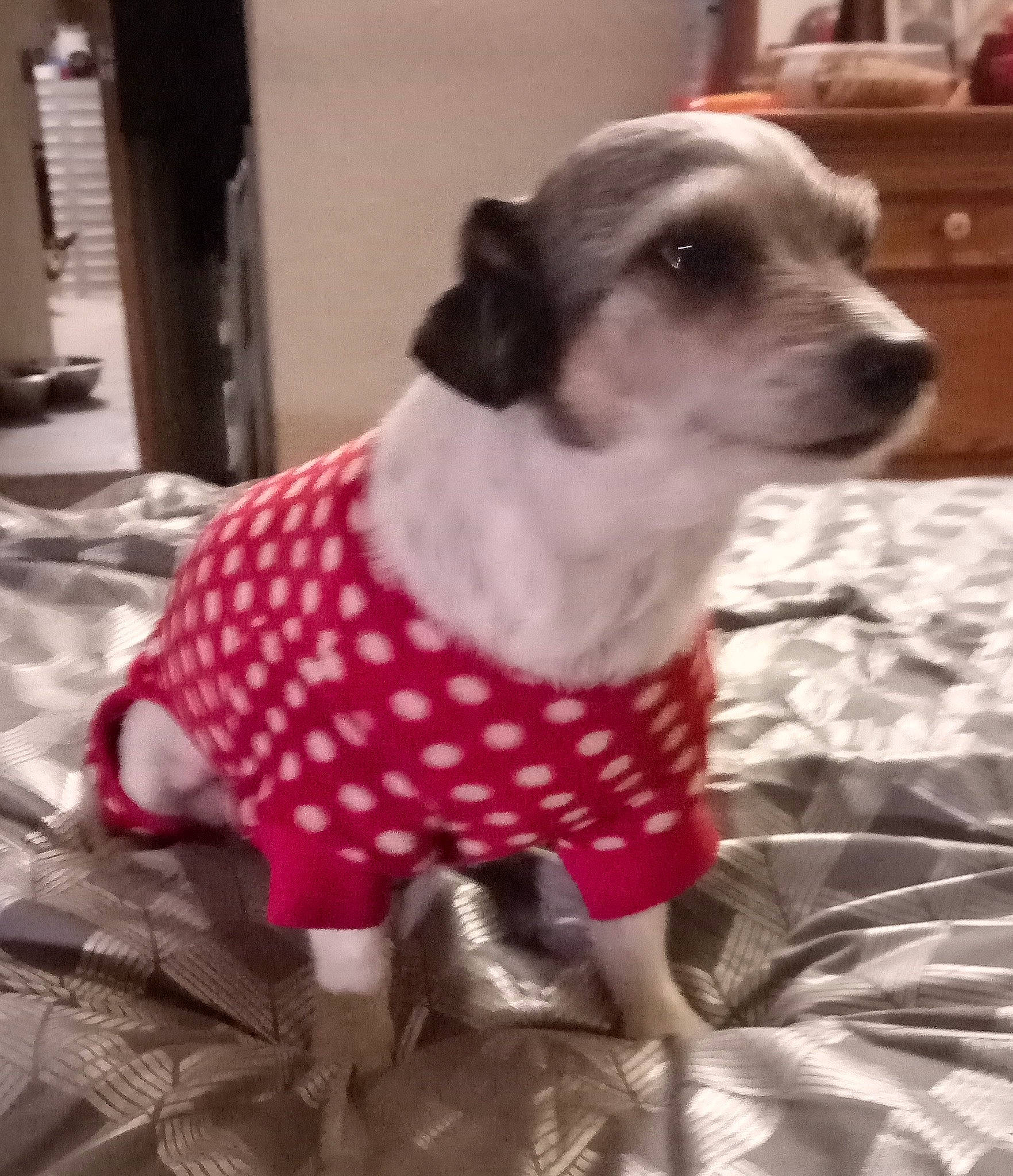 Silly Willie joined the competition — help win amazing prizes! cabinetry, carnivore, chest_of_drawers, collar, companion_dog, dog, dog_breed, dog_clothes, dog_collar, dog_supply, drawer, dresser, fawn, pattern, pet_supply, puppy, terrestrial_animal, toy_dog, whiskers, working_animal