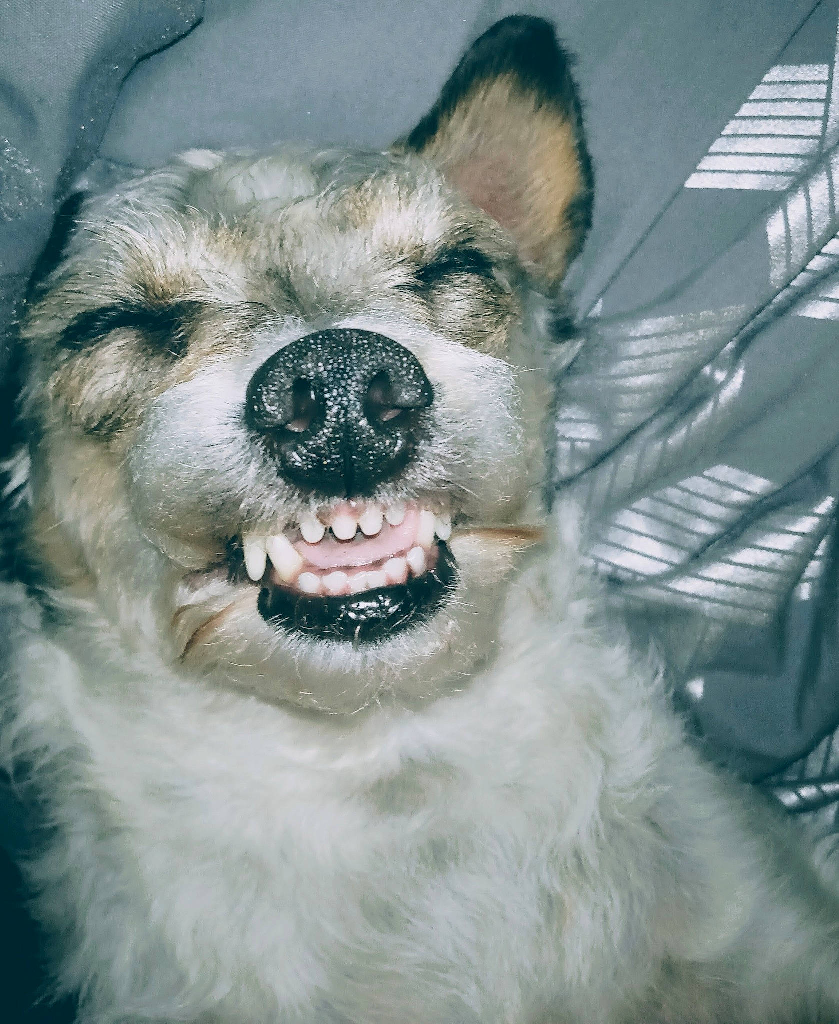 Silly Willie is registered to the contest to win money with this photo: canidae, carnivore, collar, companion_dog, dog, dog_breed, dog_collar, fang, freezing, fur, goggles, happy, jaw, shout, smile, snow, sporting_group, whiskers, winter, working_animal