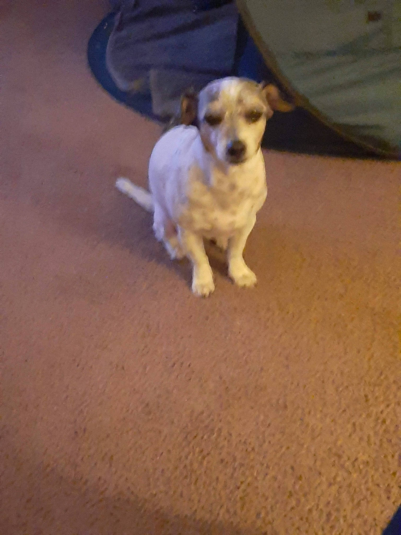 Silly Willie is registered to the contest to win money with this photo: carnivore, companion_dog, dog, dog_breed, dog_clothes, dog_supply, fawn, floor, flooring, hardwood, non_sporting_group, paw, pet_supply, puppy, road_surface, snout, tail, toy_dog, wood, working_animal