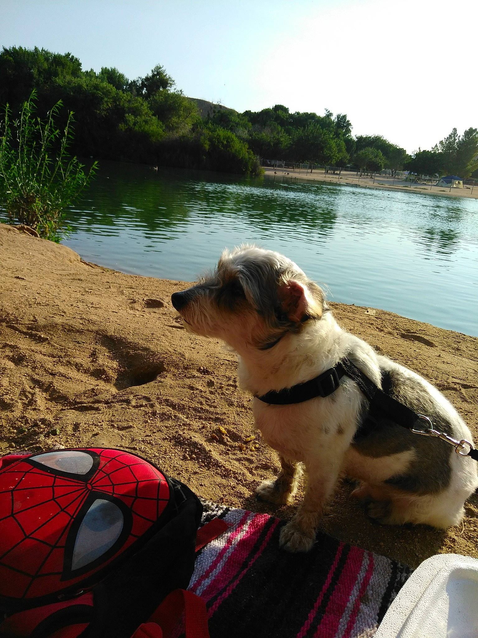 Silly Willie joined the competition — help win amazing prizes! ball, beach, carnivore, collar, companion_dog, dog, dog_breed, fawn, football, lake, landscape, leisure, plant, sky, snout, soccer, sports_equipment, tree, water, working_animal