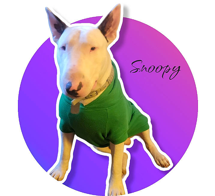 Snoopy Doo joined the competition — help win amazing prizes! animal_figure, bull_terrier, bull_terrier_miniature, canidae, carnivore, companion_dog, dog, dog_breed, dog_supply, english_white_terrier, fawn, font, graphics, logo, magenta, old_english_terrier, sleeve, snout, terrestrial_animal, violet