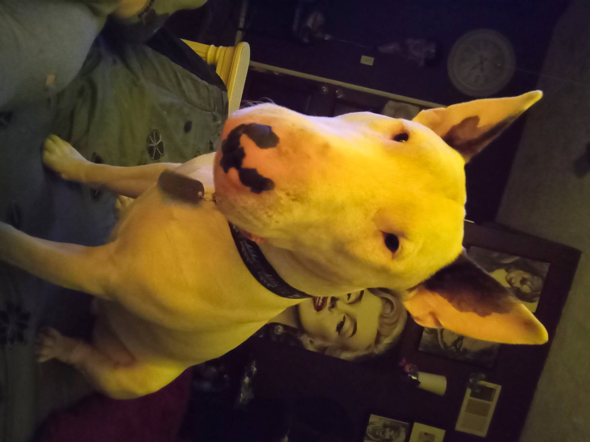 Snoopy Doo is registered to the contest to win money with this photo: bear, canidae, carnivore, companion_dog, dog_breed, fawn, fur, happy, jaw, mammal, non_sporting_group, plush, sky, snout, stuffed_toy, terrestrial_animal, toy, vertebrate, visual_arts, whiskers