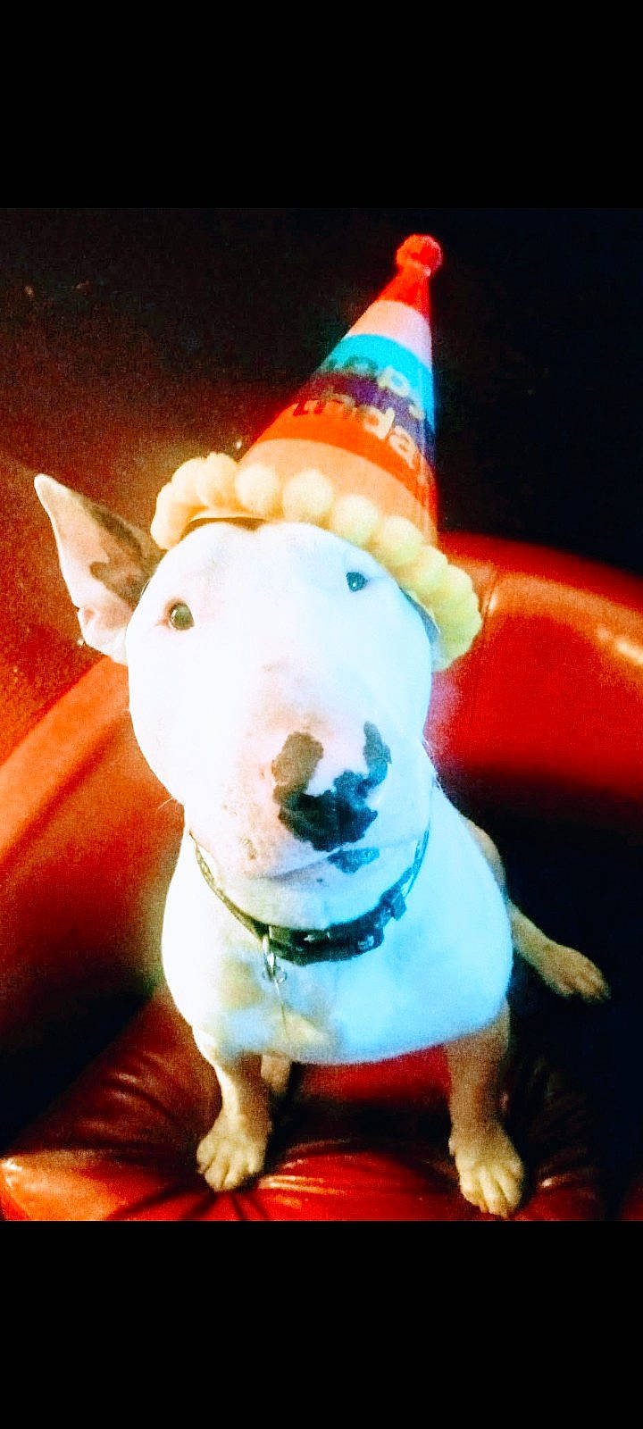 Snoopy Doo joined the competition — help win amazing prizes! carmine, carnivore, christmas, companion_dog, cone, costume_hat, dog, dog_breed, dog_supply, event, fawn, fictional_character, holiday, holiday_ornament, mammal, party_hat, party_supply, snout, vertebrate, working_animal