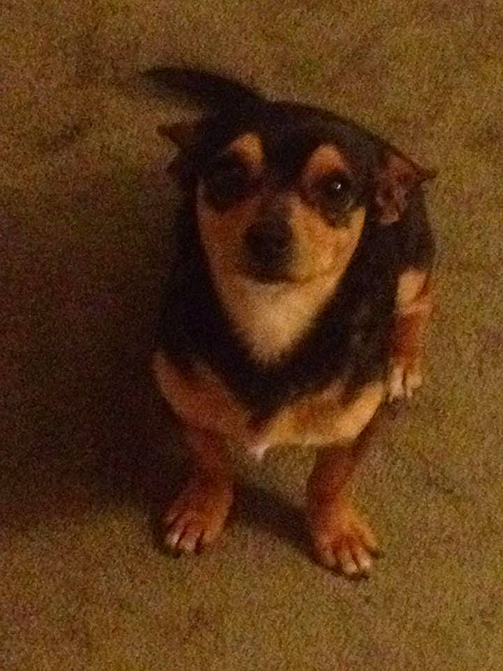 Jo Jo joined the competition — help win amazing prizes! canidae, carnivore, companion_dog, dog, dog_breed, eyewear, fawn, fur, paw, snout, sporting_group, tail, terrestrial_animal, toy_dog, whiskers, wood