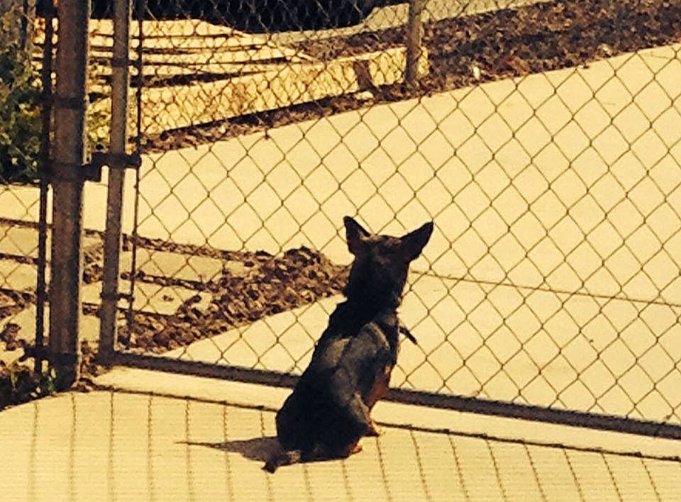 Jo Jo joined the competition — help win amazing prizes! animal_shelter, carnivore, chain_link_fencing, collar, dog, dog_breed, dog_supply, felidae, fence, leash, line, mammal, mesh, metal, pet_supply, shadow, snout, tail, terrestrial_animal, wire_fencing