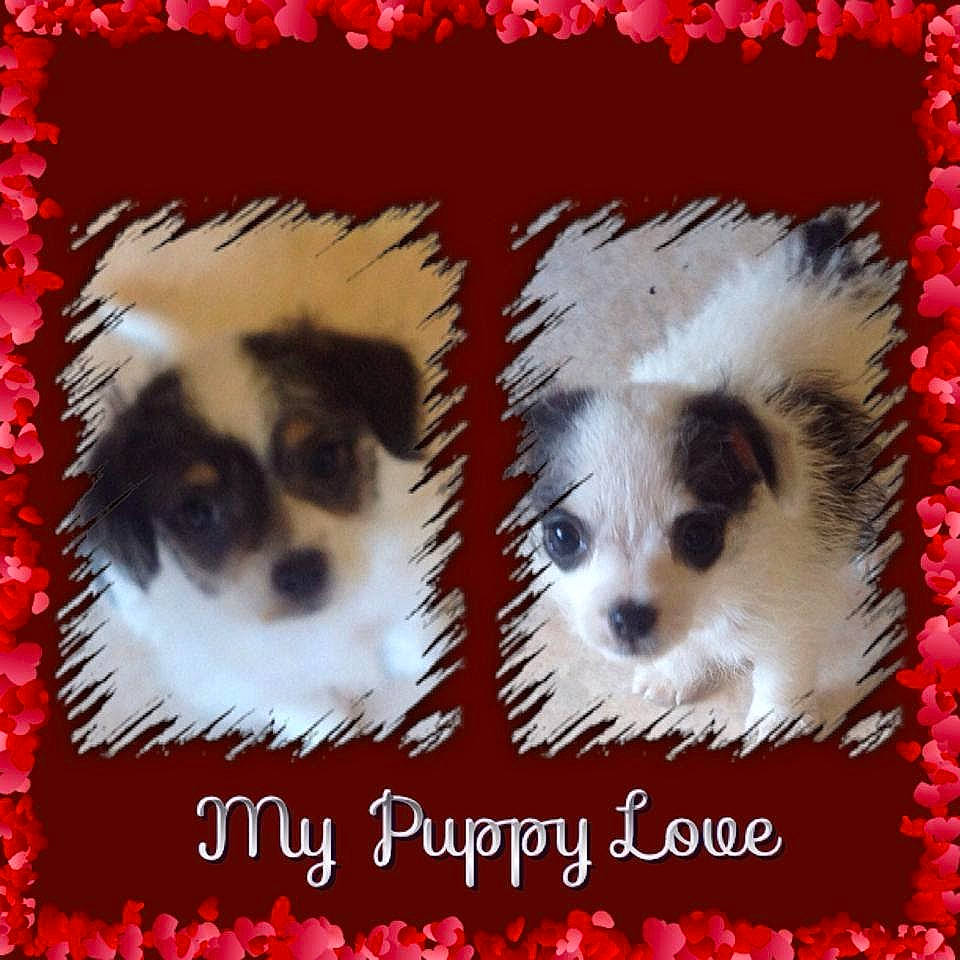 Jo Jo is registered to the contest to win money with this photo: ancient_dog_breeds, canidae, carnivore, companion_dog, dog, dog_breed, dog_supply, font, fur, non_sporting_group, pet_supply, photo_caption, rectangle, snout, sporting_group, toy_dog, working_animal