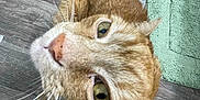 Theia And Gizmo is registered to the contest to win money with this photo: animal, cat, close_up, curious, domestic_cat, ears, eyes, feline, floor, green_rug, home, indoor, looking_up, nose, orange_tabby, pet, plastic_container, tail, whiskers, wood_flooring