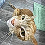 animal, cat, close_up, curious, domestic_cat, ears, eyes, feline, floor, green_rug, home, indoor, looking_up, nose, orange_tabby, pet, plastic_container, tail, whiskers, wood_flooring