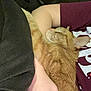Theia And Gizmo joined the competition — help win amazing prizes! animal, arm, cat, close_up, comfort, cozy, cuddle, domestic_animal, fur, ginger_cat, hand, human, indoor, maroon_shirt, nap, person, pet, relax, rest, sleeping