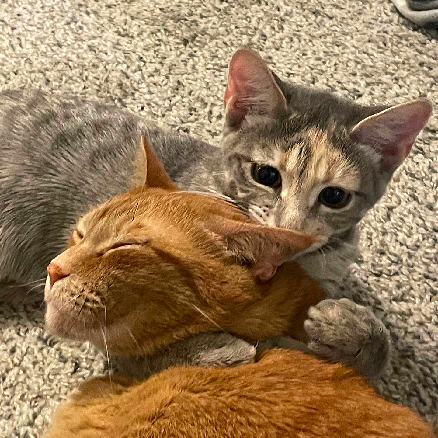 Theia And Gizmo joined the competition — help win amazing prizes! affection, animal, carpet, cat, cats, close_up, companion, cute, domestic_animal, ears, feline, fur, ginger_cat, grey_tabby_cat, hugging, indoor, pets, resting, snuggling, whiskers