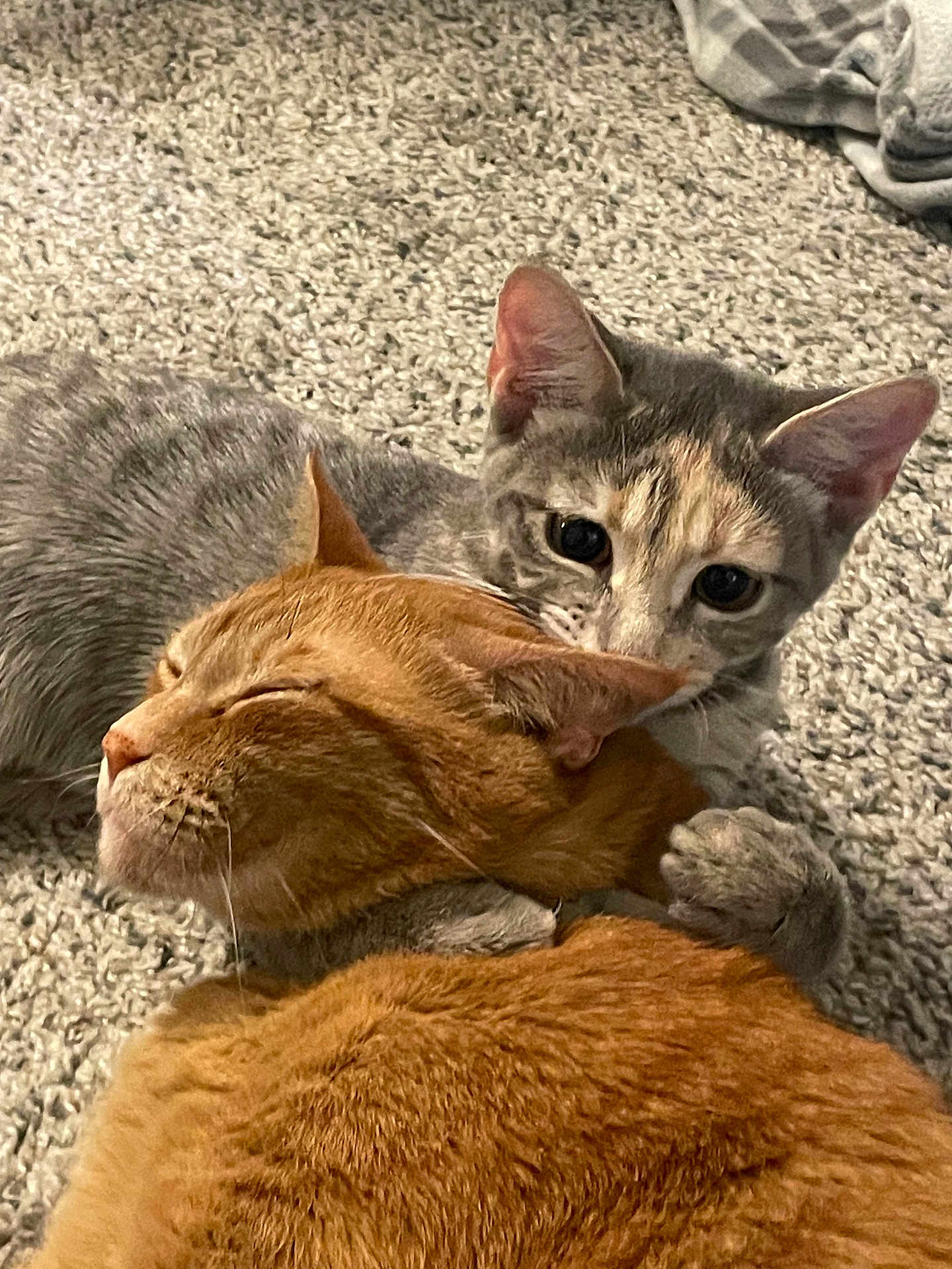 Theia And Gizmo joined the competition — help win amazing prizes! affection, animal, carpet, cat, cats, close_up, companion, cute, domestic_animal, ears, feline, fur, ginger_cat, grey_tabby_cat, hugging, indoor, pets, resting, snuggling, whiskers