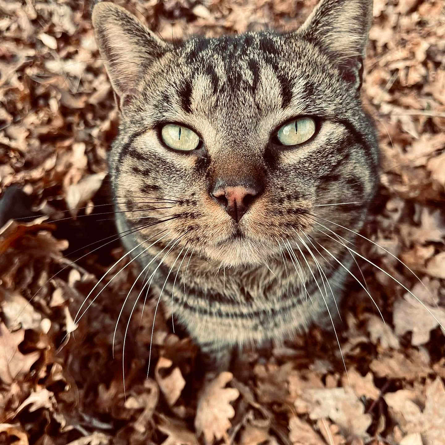 Rakau participe au concours pour gagner de l'argent avec cette photo : abyssinian, animal, cat, egyptiancat, face, fisheye, head, kitten, leaf, manx, person, pet, photography, plant, portrait, rock, snout, soil, vegetation, wood
