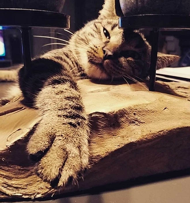 Rakau participe au concours pour gagner de l'argent avec cette photo : american_shorthair, asian, california_spangled, carnivore, cat, domestic_short_haired_cat, dragon_li, egyptian_mau, european_shorthair, felidae, fur, kitten, paw, sky, small_to_medium_sized_cats, square, tabby_cat, tail, whiskers