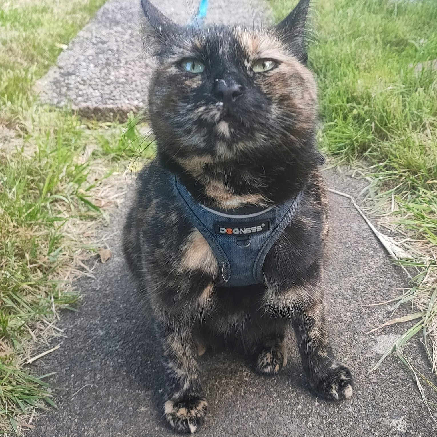 Suki joined the competition — help win amazing prizes! accessories, animal, cat, city, grass, harness, kitten, outdoors, path, pet, plant, road, rock, sidewalk, strap, street, summer, sunglasses, urban, vegetation