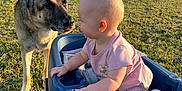 Emilia joined the competition — help win amazing prizes! baby, dog, german_shepherd, wagon, blanket, grass, outdoor, child, pet, playing, sunlight, trees, house, sky, clouds, field, curious, animal, person, nature