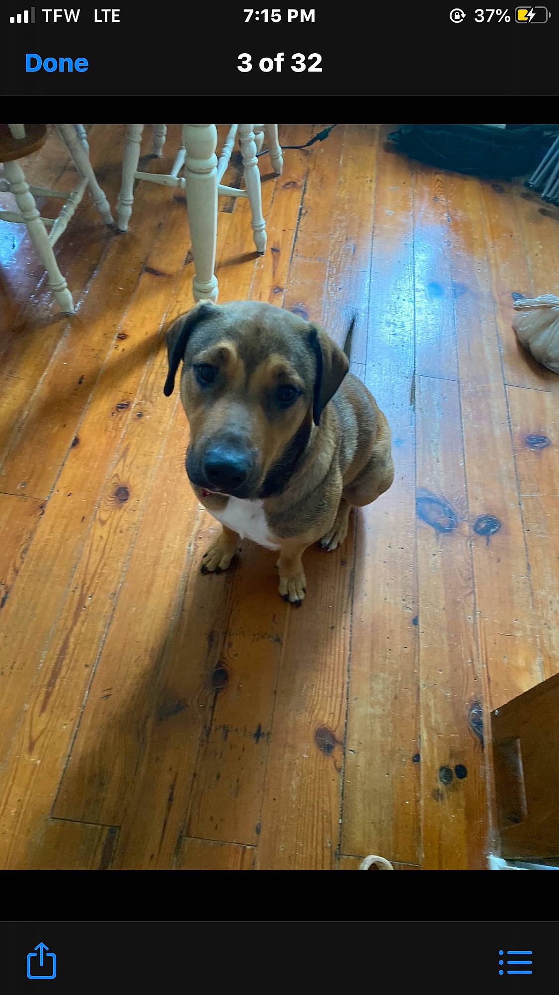 Dakota joined the competition — help win amazing prizes! canidae, carnivore, companion_dog, dog, dog_breed, dog_collar, dog_supply, fawn, floor, flooring, hardwood, laminate_flooring, pet_supply, plank, snout, varnish, wood, wood_flooring, wood_stain, working_animal