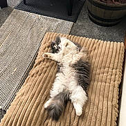 Callie joined the competition — help win amazing prizes! cat, fluffy, gray, white, pet_bed, cushion, carpet, feeding_station, food_bowl, water_bowl, plant_pot, indoor, relaxing, sleeping, cozy, home, furniture, floor, resting, domestic