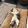 cat, fluffy, gray, white, pet_bed, cushion, carpet, feeding_station, food_bowl, water_bowl, plant_pot, indoor, relaxing, sleeping, cozy, home, furniture, floor, resting, domestic