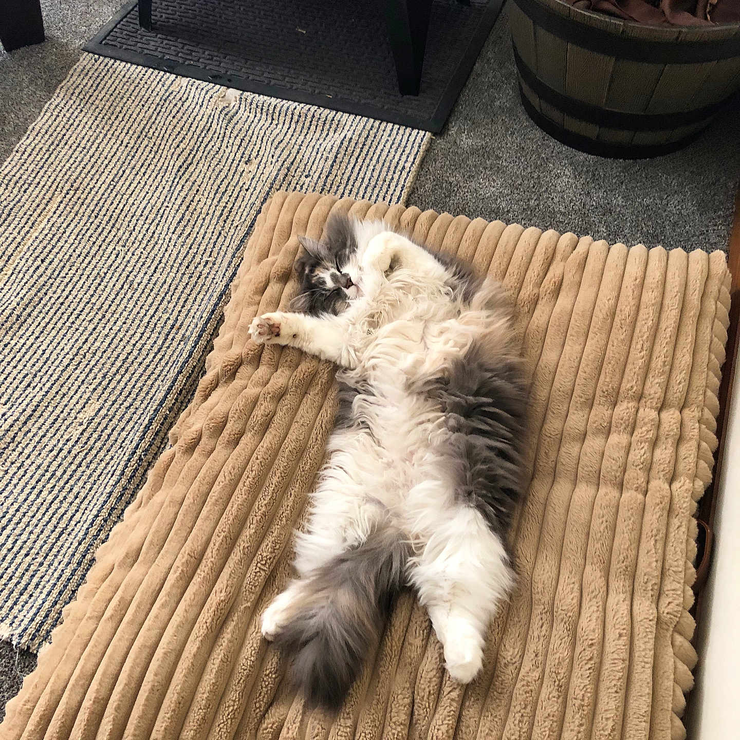 Callie