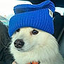 Pearl joined the competition — help win amazing prizes! accessory, animal, blue_hat, canine, car_interior, close_up, cute, dog, domestic_animal, fluffy, furry, indoor, knit_hat, orange_collar, pet, portrait, side_view, sitting, white_fur, winter_wear