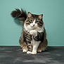 animal, cat, curious, cute, domestic, feline, fluffy, fur, gray_surface, green_eyes, indoor, pet, portrait, raised_paw, sitting, tabby, tail, teal_wall, whiskers, white_paws