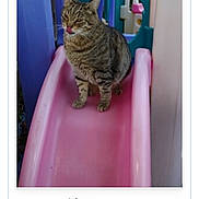 Athena is registered to the contest to win money with this photo: animal, cat, colorful, contest_page, cute, front_view, green_eyes, indoor, pet, pink_slide, plastic, play_area, playground, portrait, screenshot, sitting, slide, striped_fur, tabby_cat, voting_button