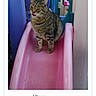 animal, cat, colorful, contest_page, cute, front_view, green_eyes, indoor, pet, pink_slide, plastic, play_area, playground, portrait, screenshot, sitting, slide, striped_fur, tabby_cat, voting_button