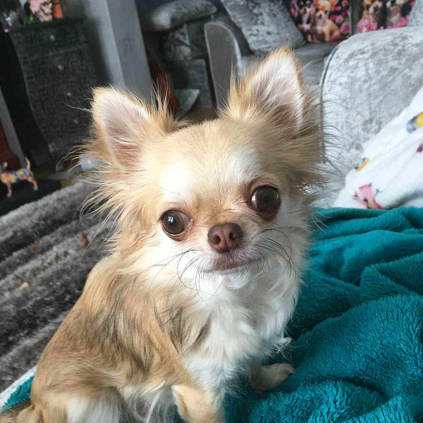 Star is registered to the contest to win money with this photo: animal, blanket, chihuahua, companion, couch, cozy, cute, dog, domestic, ears, eyes, fur, furniture, indoor, living_room, pet, pillow, relaxed, small_dog, whiskers