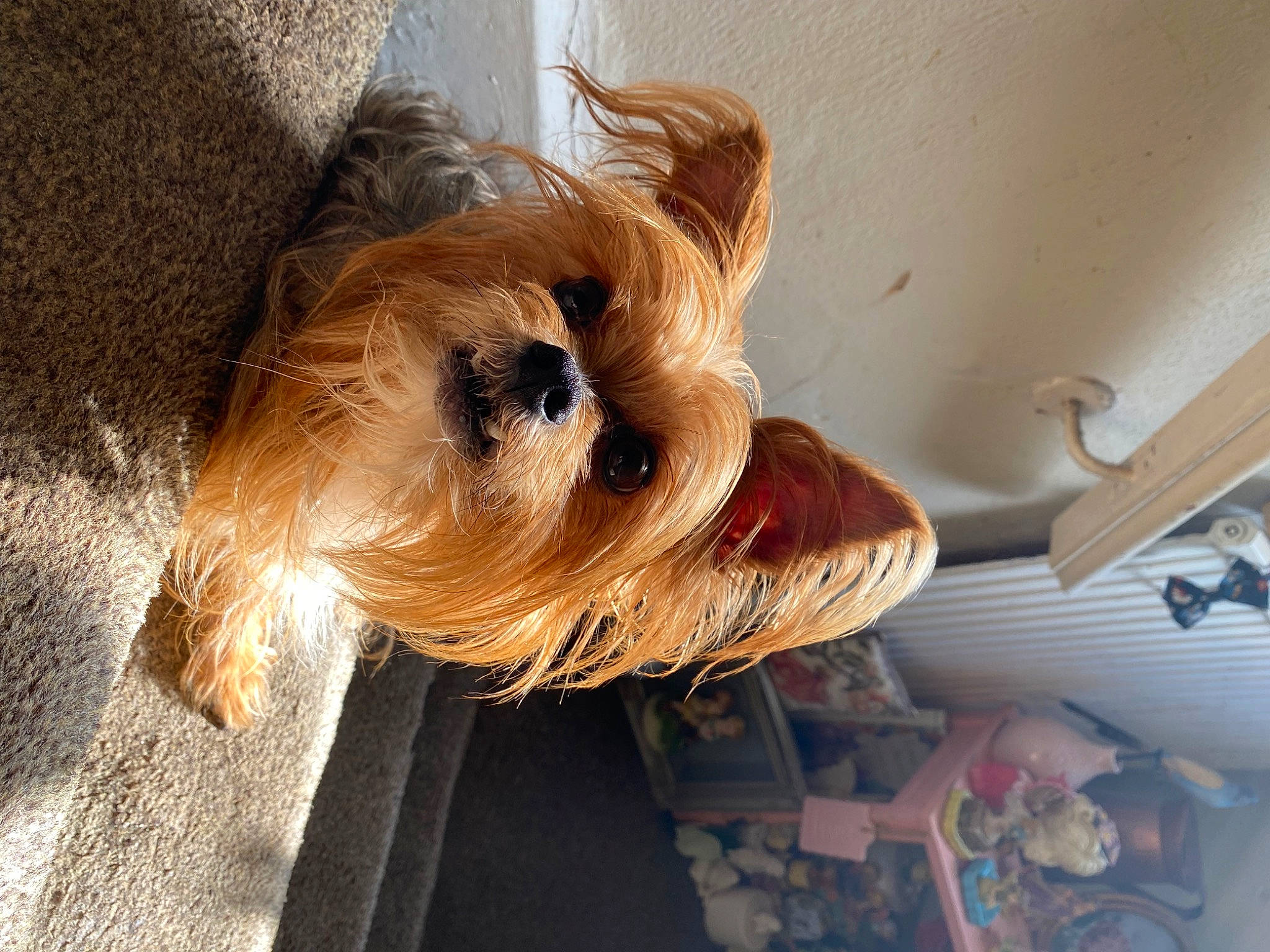 Buster joined the competition — help win amazing prizes! blond, carnivore, companion_dog, dog, dog_breed, dog_clothes, dog_supply, fawn, flooring, hardwood, liver, pet_supply, small_terrier, snout, sunglasses, terrier, toy, toy_dog, wood, yorkshire_terrier