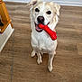 dog, pet, toy, red, bone, indoor, floor, wooden_floor, looking_up, happy, playful, animal, canine, ears, mouth, fur, white, beige, domestic, companion