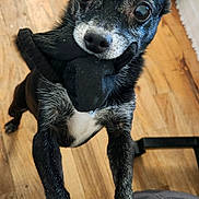 Bella joined the competition — help win amazing prizes! animal, black_and_white, black_dog, claws, close_up, cute, dog, domestic_animal, eyes, floor, fur, indoor, nose, pet, playful, small_dog, sock, standing, white_paws, wooden_floor
