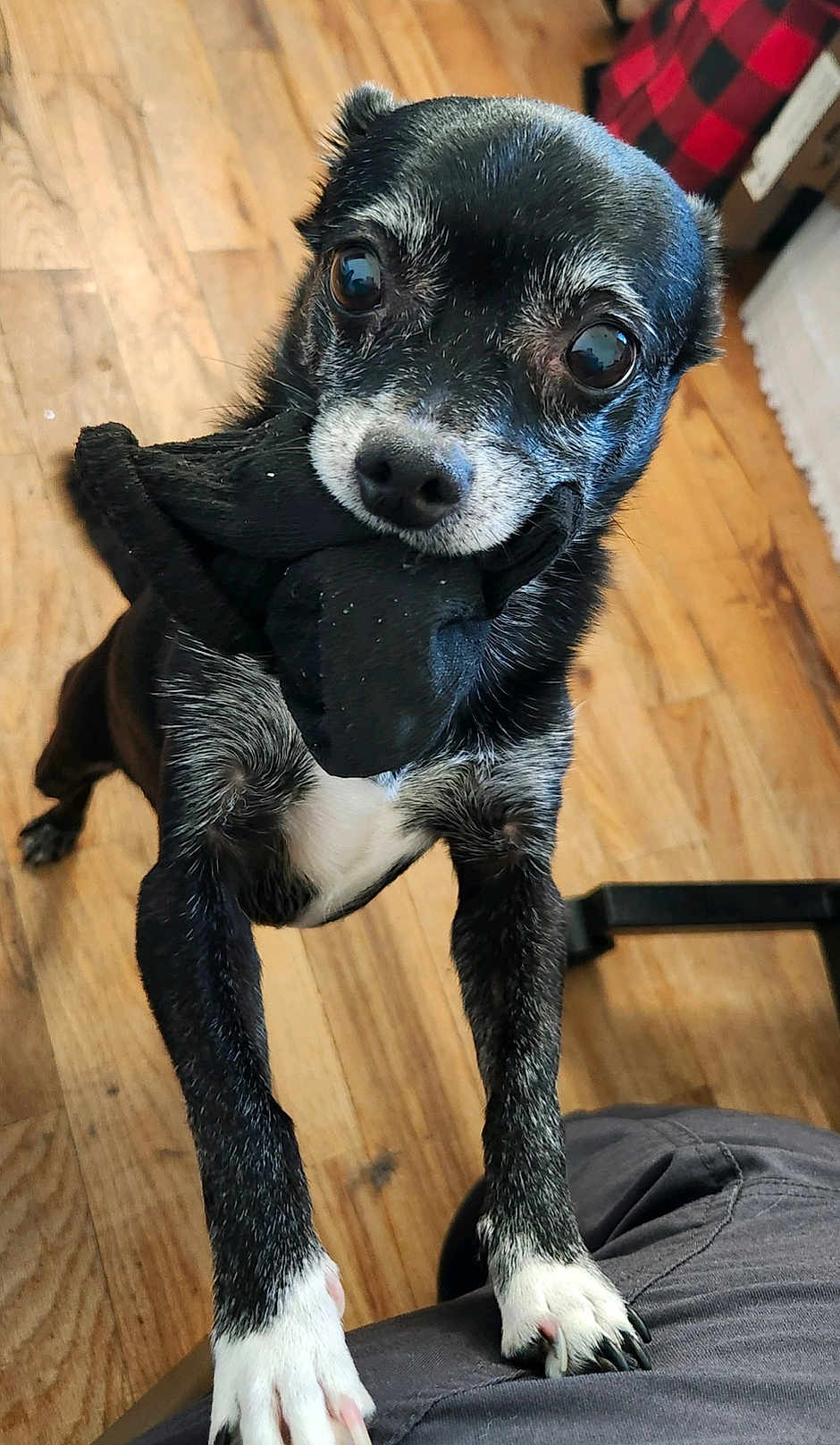 Bella