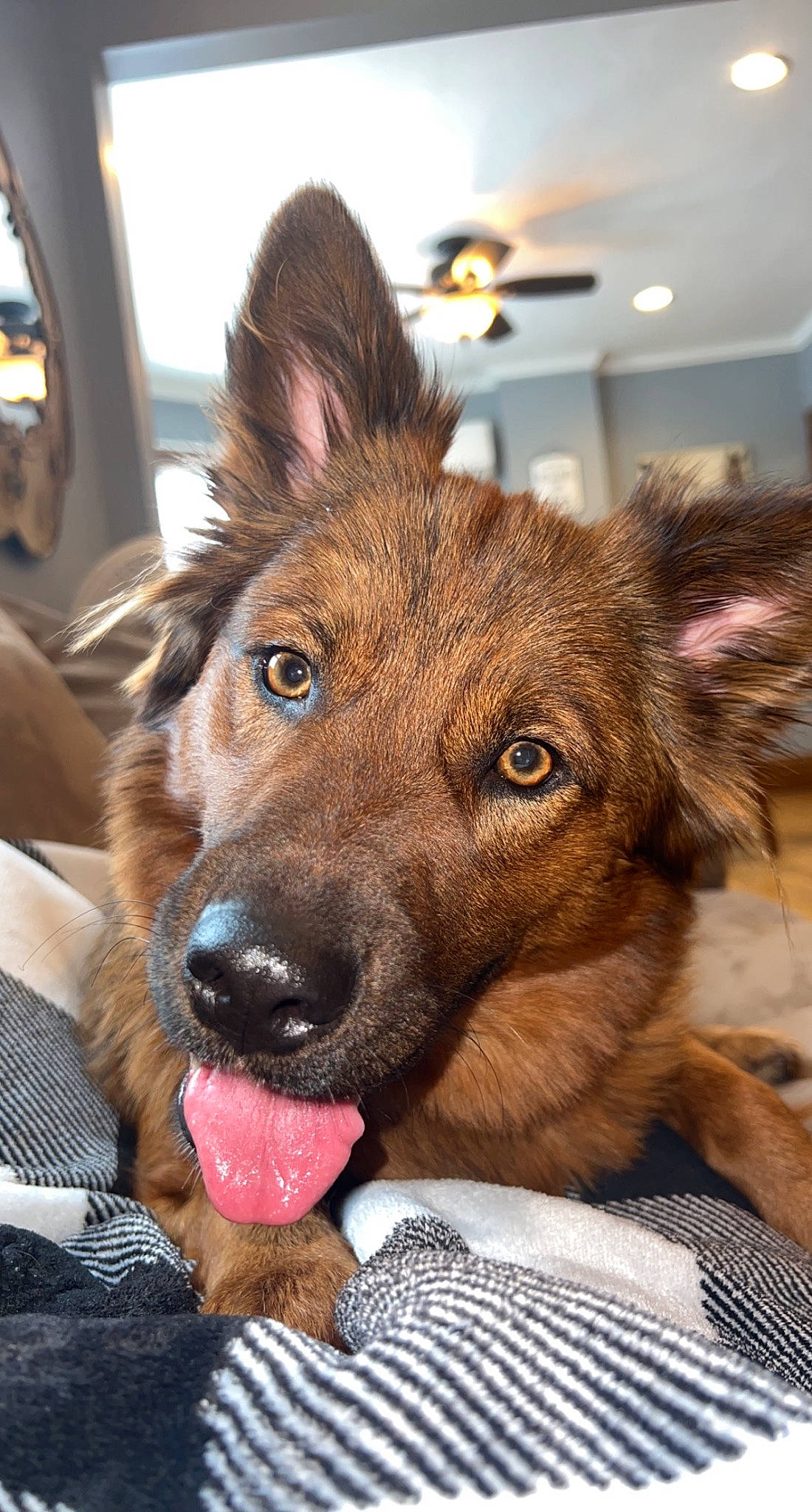 Mae joined the competition — help win amazing prizes! canidae, carnivore, collar, companion_dog, dog, dog_breed, ear, east_european_shepherd, fawn, fur, german_shepherd_dog, herding_dog, liver, old_german_shepherd_dog, snout, sporting_group, terrestrial_animal, whiskers, window, working_animal