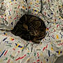 cat, tabby, sleeping, curled_up, blanket, patterned_blanket, colorful, cozy, indoor, resting, fur, bed, soft, feline, animal, pet, comfort, warm, cute, hidden