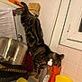 cat, tabby, kitchen, counter, dish_soap, sponge, pot, container, curious, stretching, indoor, tile_wall, window, household_items, orange, yellow, metal, domestic_animal, pet, feline
