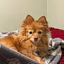 dog, pet, blanket, bed, fur, cozy, indoor, red_bedspread, gray_blanket, ears, eyes, animal, mammal, cute, resting, comfort, furry, small_dog, portrait, relaxed