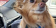 Jayjay joined the competition — help win amazing prizes! dog, small_dog, cap, harness, car_interior, window, leash, fluffy_fur, brown_fur, pet, animal, seat, dashboard, reflection, daylight, looking_away, cute, closeup, portrait, travel