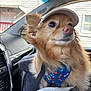 dog, small_dog, cap, harness, car_interior, window, leash, fluffy_fur, brown_fur, pet, animal, seat, dashboard, reflection, daylight, looking_away, cute, closeup, portrait, travel