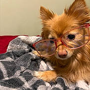 Jayjay joined the competition — help win amazing prizes! dog, small_dog, glasses, eyewear, pet, fluffy, fur, brown_fur, blanket, cozy, indoor, cute, close_up, face, animal, sleepy, resting, soft_texture, pink_glasses, nostrils