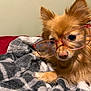 dog, small_dog, glasses, eyewear, pet, fluffy, fur, brown_fur, blanket, cozy, indoor, cute, close_up, face, animal, sleepy, resting, soft_texture, pink_glasses, nostrils