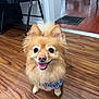 dog, pomernian, fluffy, indoor, wooden_floor, bandana, pet, cute, happy, tongue_out, small_dog, brown_fur, ears, tail, flooring, home, smiling, animal, companion, friendly