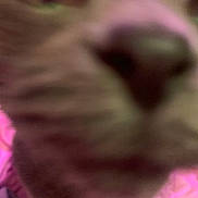 Eddie joined the competition — help win amazing prizes! animal, blurry, cat, close_up, cute, face, feline, fur, indoor, macro, muzzle, nose, pet, pink, pink_background, portrait, snout, soft_focus, whisker_pad, whiskers