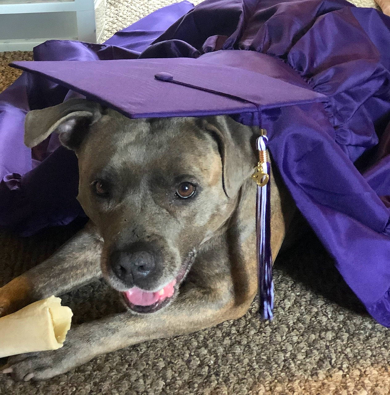 Kya is registered to the contest to win money with this photo: american_pit_bull_terrier, canidae, carnivore, dog, dog_breed, ear, fawn, mountain_cur, snout, sporting_group