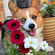 Winnie is registered to the contest to win money with this photo: dog, corgi, flower, red_flower, white_flower, plant, garden, pet, outdoor, happy, animal, canine, closeup, heterochromia, smiling, tongue_out, ears, fur, nature, background
