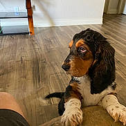 Cooper is registered to the contest to win money with this photo: puppy, dog, pet, indoor, floor, wooden_floor, couch, paws, curious, resting, young_dog, black, brown, white, fur, ears, tail, living_room, television, human_leg