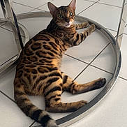 Wolverine a rejoint le concours — aidez-le/la à gagner de superbes lots ! bengal_cat, cat, feline, spotted_coat, striped_tail, green_eyes, lying_down, lounging, indoor, tile_floor, metal_table, circular_base, reflection, portrait, pet, animal, whiskers, ears, brown_fur, relaxed