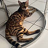 bengal_cat, cat, feline, spotted_coat, striped_tail, green_eyes, lying_down, lounging, indoor, tile_floor, metal_table, circular_base, reflection, portrait, pet, animal, whiskers, ears, brown_fur, relaxed